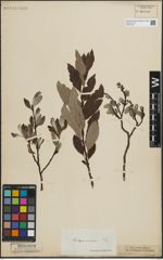 Foto von Salix lapponum L. x Salix silesiaca Willd.
